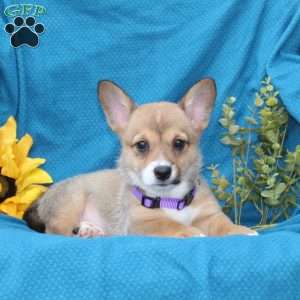 Joy, Pembroke Welsh Corgi Puppy